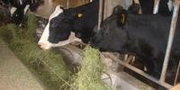 Estudo indica contaminação de farinha usada na alimentação de gado