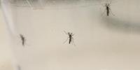 Nos meses de maio e junho, uma força-tarefa de combate à dengue desenvolveu ações com o objetivo de exterminar o Aedes aegypti