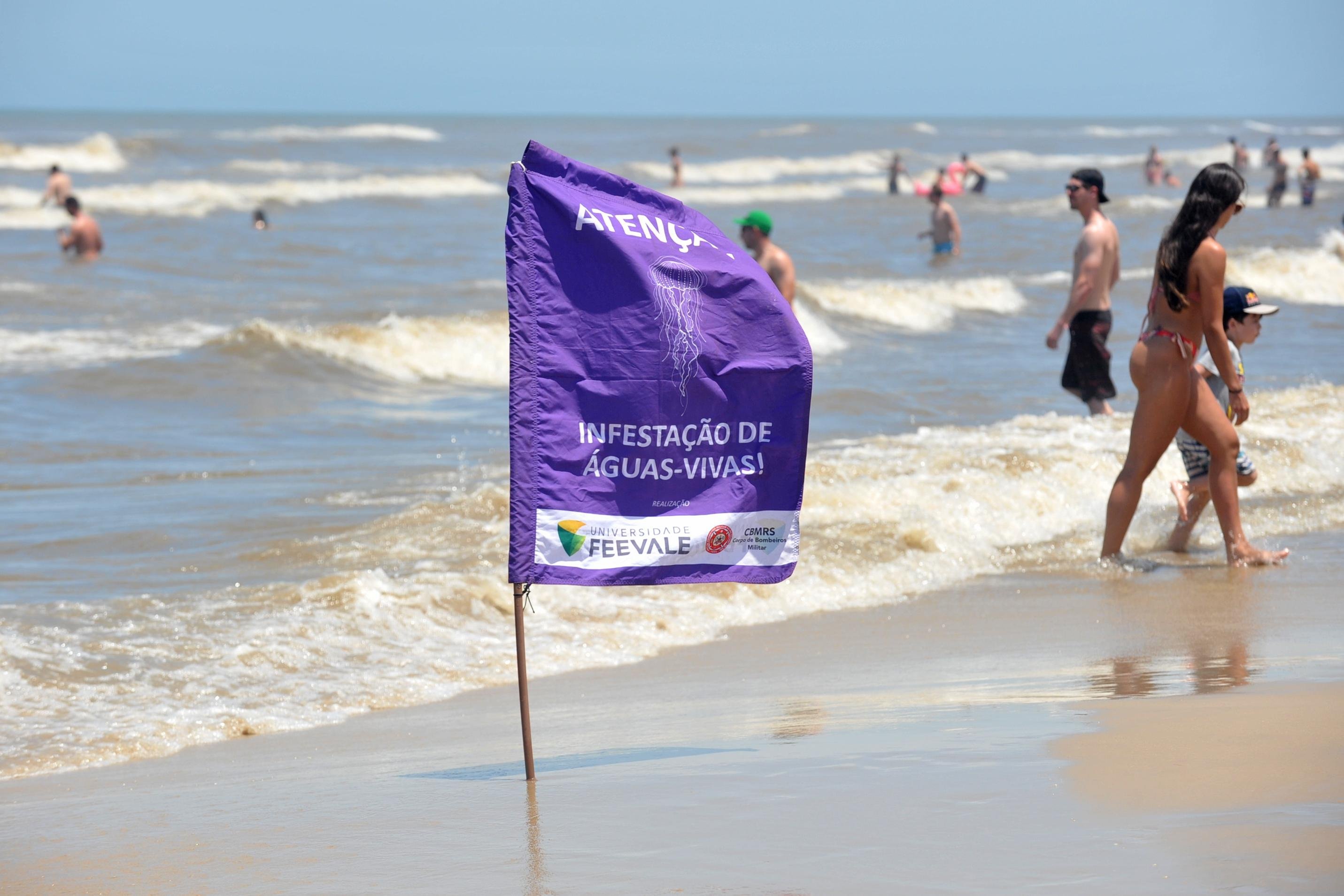 Bandeiras roxas de alerta s&atilde;o fixadas na areia identificado a presen&ccedil;a do animal