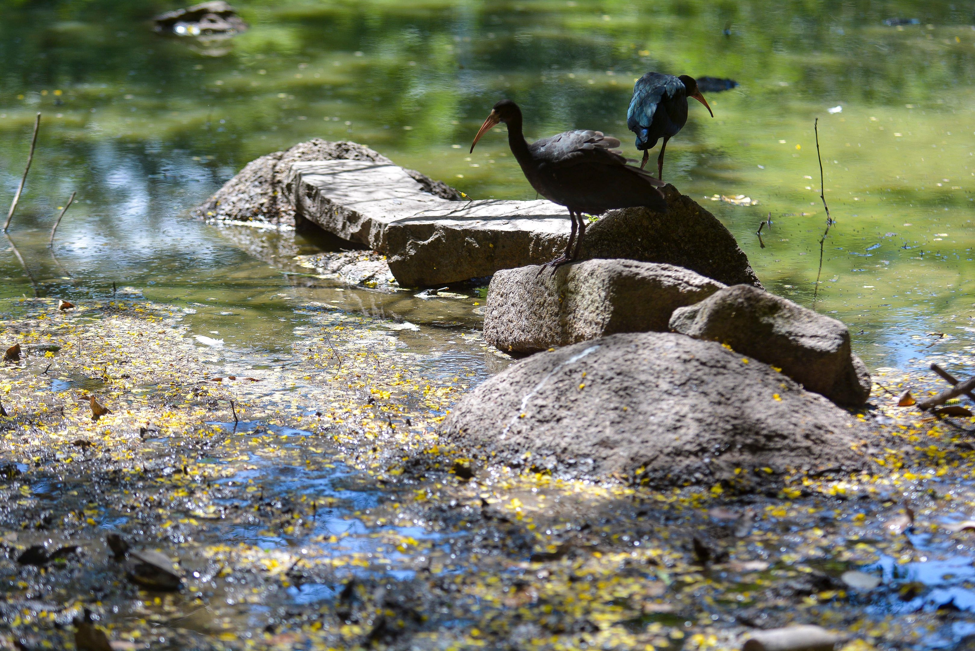 Aves est&atilde;o sendo retiradas do lago do Parc&atilde;o