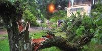 Diversas árvores caídas e quebradas próximos ao museu Iberê Camargo, após o temporal em Porto Alegre.