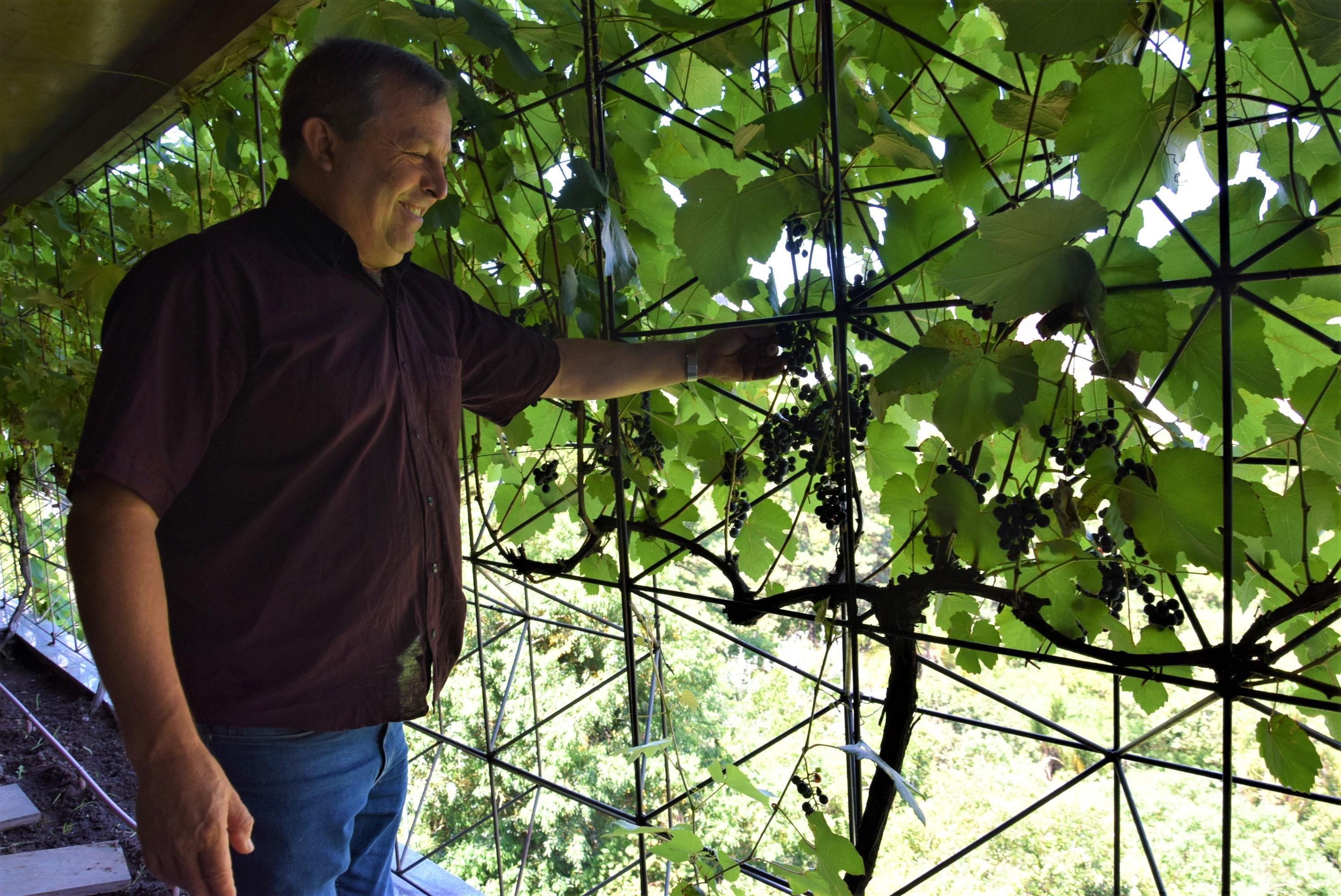 Vereador e agricultor Velocino Uez se mostrou satisfeito com o progresso da produ&ccedil;&atilde;o de uvas