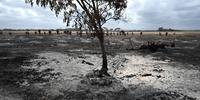 Fogo devastou a ilha Kangaroo, um santuário da fauna e flora australianas