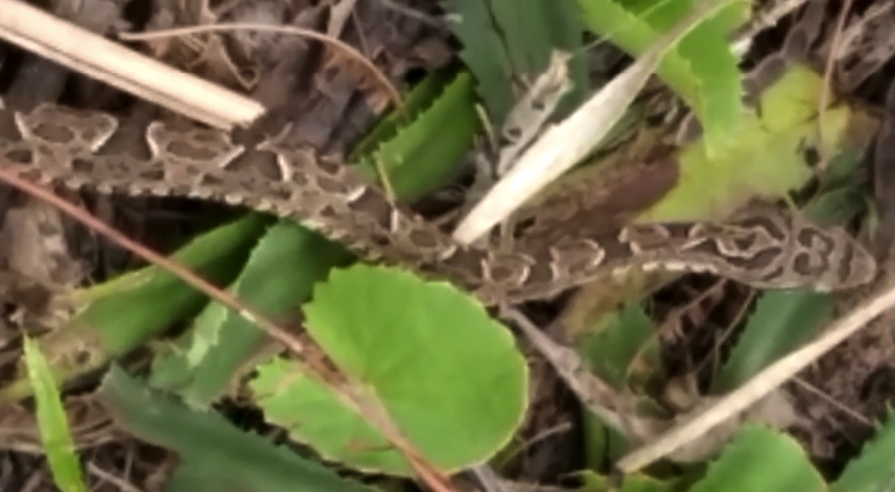 A &uacute;ltima esp&eacute;cie da serpete foi encontrada na tarde da &uacute;ltima ter&ccedil;a-feira, no bairro Campina