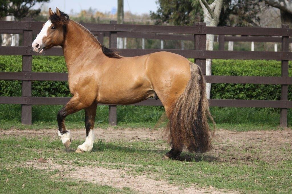 &Iacute;ndio da Escondida, Grande Campe&atilde;o da Expointer, ser&aacute; um dos cavalos leiloados