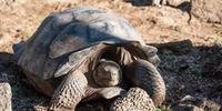 Cientistas encontraram 30 tartarugas ao seguir os passos de piratas e baleeiros pelo vulcão Wolf