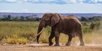 Aos 50 anos, o elefante morreu de causas naturais