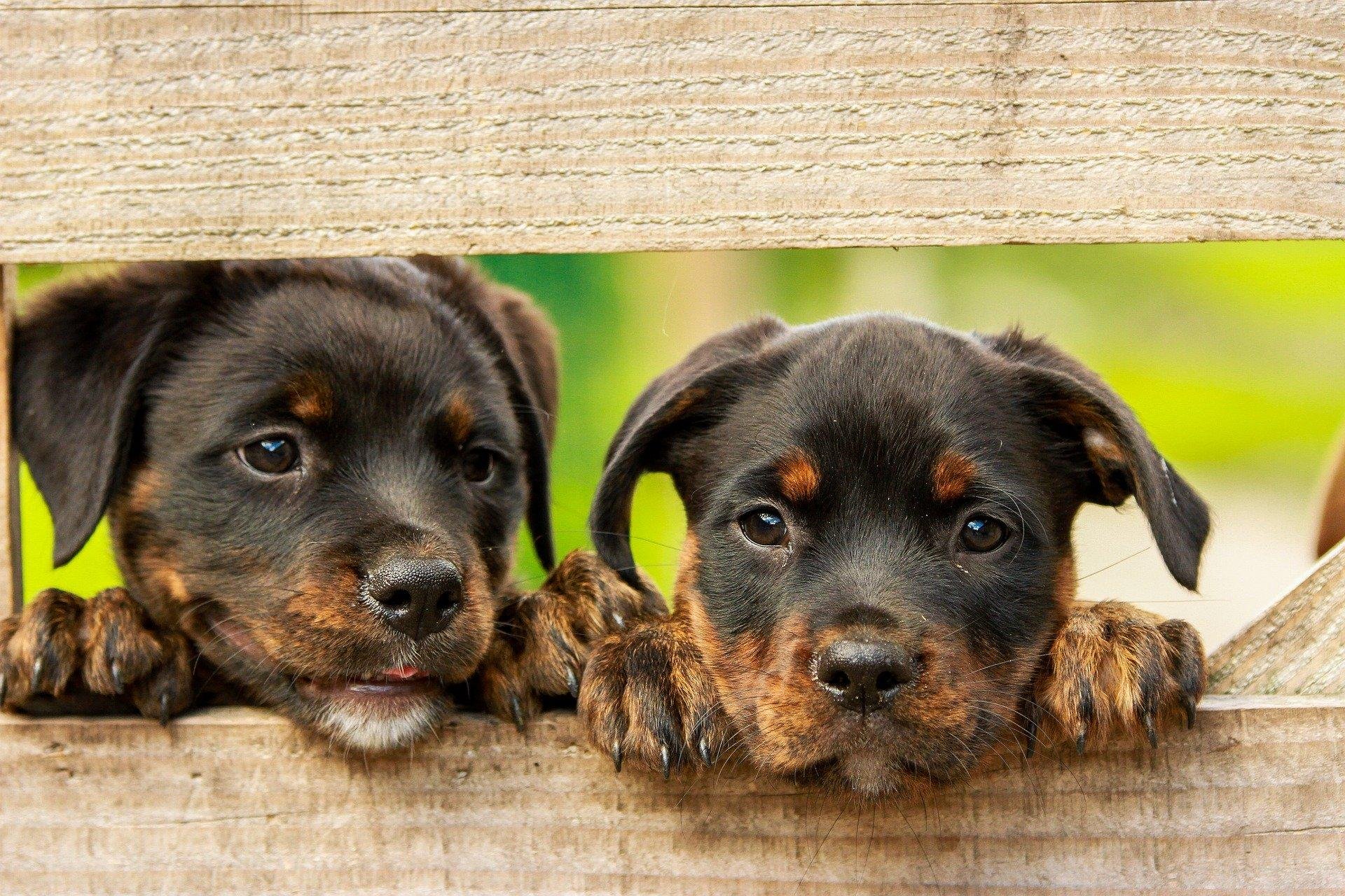 A desvermifuga&ccedil;&atilde;o em c&atilde;es e gatos deve ser feita desde filhote