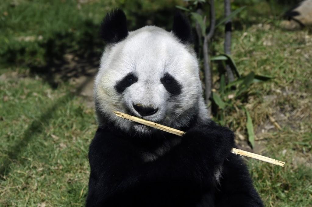 Os pandas, de 32 e 29 anos, s&atilde;o descendentes dos primeiros enviados