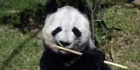 Os pandas, de 32 e 29 anos, são descendentes dos primeiros enviados