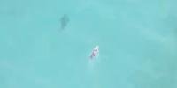 Tubarão foi filmado perto de um competidor pelo drone que monitora os peixes