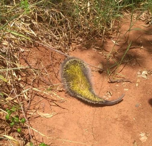 Animal n&atilde;o apresenta riscos para pessoas e animais