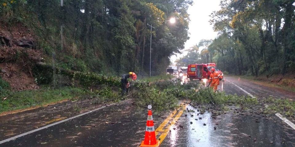 BR 470 teve interrup&ccedil;&atilde;o no tr&acirc;nsito por conta de &aacute;rvore ca&iacute;da na rodovia
