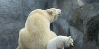 Cada vez mais ursos abandonam suas áreas de caça tradicionais devido ao derretimento do gelo