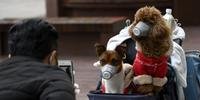 Cachorro de uma paciente de Hong Kong foi colocado em quarentena após testar positivo para 