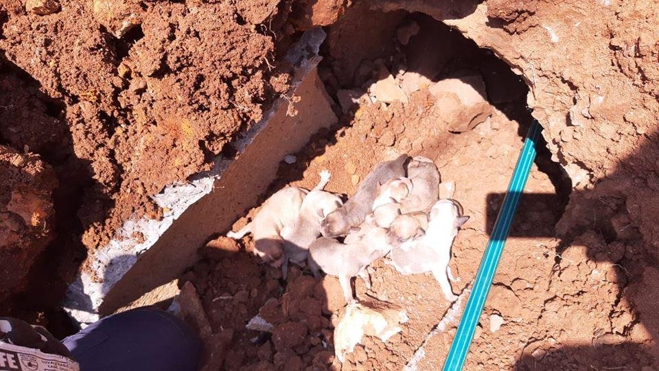 M&atilde;e deu &agrave; luz a oito filhotes dentro da tubula&ccedil;&atilde;o.
