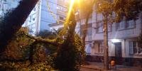 Galho de árvore caiu no bairro Santana, em Porto Alegre