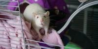 Cientistas precisam de tipo especial de rato na luta contra o novo coronavírus