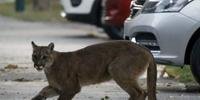 No Chile, um puma selvagem percorreu as ruas desertas de Santiago