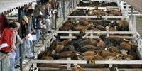 Argentina tem destaque em produção de carnes