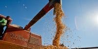 Para o milho está prevista uma colheita de 101,9 milhões de toneladas, das quais 75,4 milhões serão na segunda safra