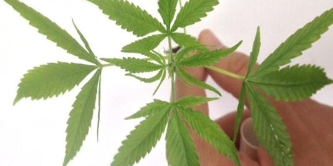 L&iacute;bano liberou cultivo de maconha para uso medicinal e industrial