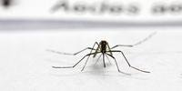 Mosquito Aedes aegypti transmite a dengue