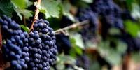 Qualidade da uva será sentida no vinho