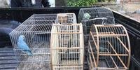 Além das aves, os agentes recolheram gaiolas na residência dos responsáveis pelo comércio ilícito