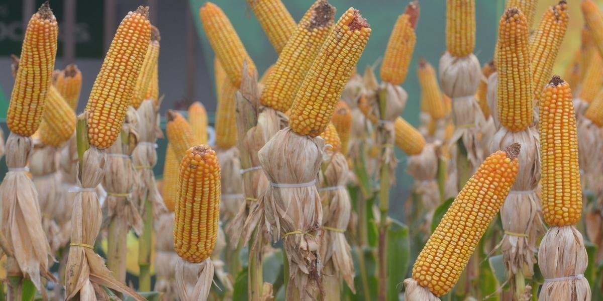 Brasil tem condi&ccedil;&otilde;es de manter e ampliar exporta&ccedil;&otilde;es de alimentos, segundo relat&oacute;rio do Minist&eacute;rio da Agricultura