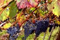 Variedades viníferas cultivadas em parreirais próprios são a base de bebidas e cosméticos