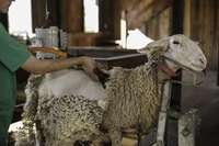 Da lã retirada na tosquia dos animais é obtida a lanolina, óleo que vai compor produtos da casa