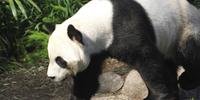 Alimento dos pandas era trazido diretamente da China em voos que foram cancelados