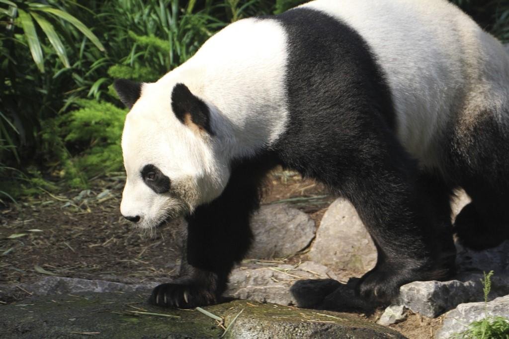 Alimento dos pandas era trazido diretamente da China em voos que foram cancelados