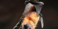 Em estudo com 1.066 morcegos em cavernas do Gabão, 18 apresentaram 7 variações do vírus, sendo que cinco já conhecidos pelo homem
