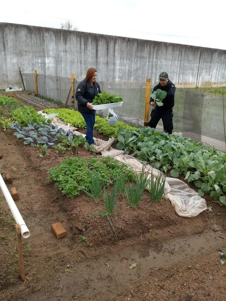 Os insumos ser&atilde;o utilizados tamb&eacute;m na alimenta&ccedil;&atilde;o dos presos e de servidores