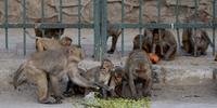 Macacos geram problemas na Índia