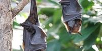 Equipe de pesquisadores analisou a sequência genética de 781 coronavírus encontrados em morcegos na China