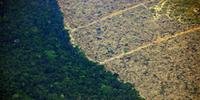 Um total de 829 km² da Floresta Amazônica foi desmatado em maio