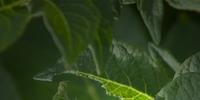 O besouro-da-batata é uma das pragas agrícolas que a Embrapa quer controlar