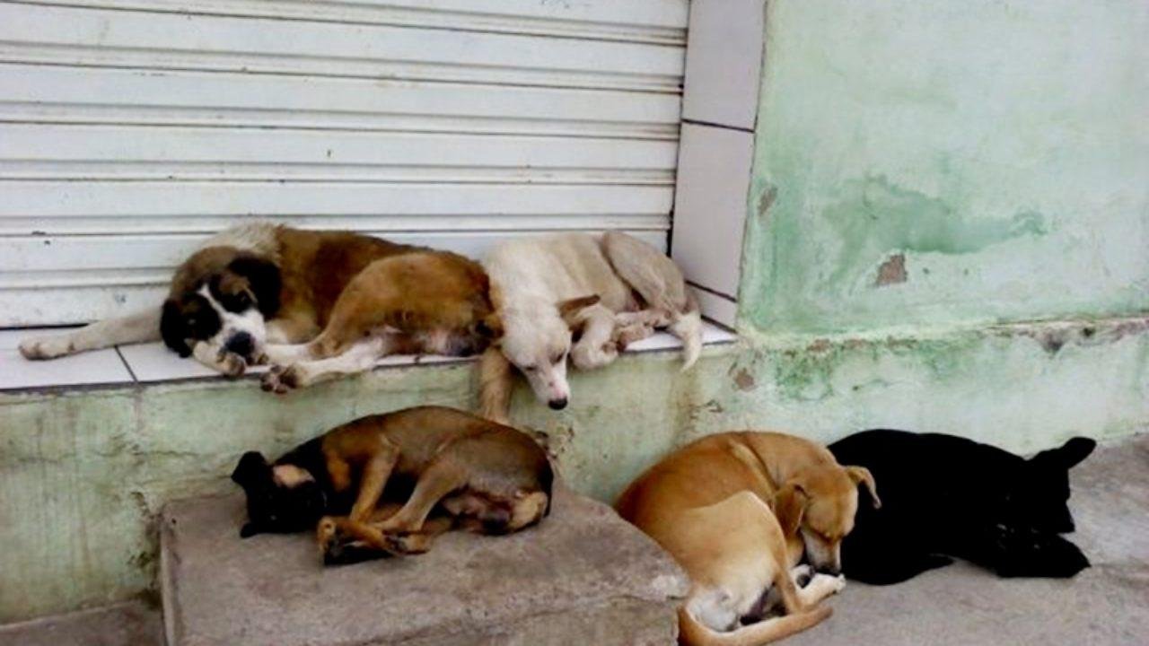 Os propriet&aacute;rios de abrigos comunit&aacute;rios est&atilde;o sendo cadastrados pela Secretaria para o recebimento das doa&ccedil;&otilde;es
