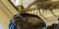 Fóssil permaneceu por nove anos em um museu chileno sem ser identificado