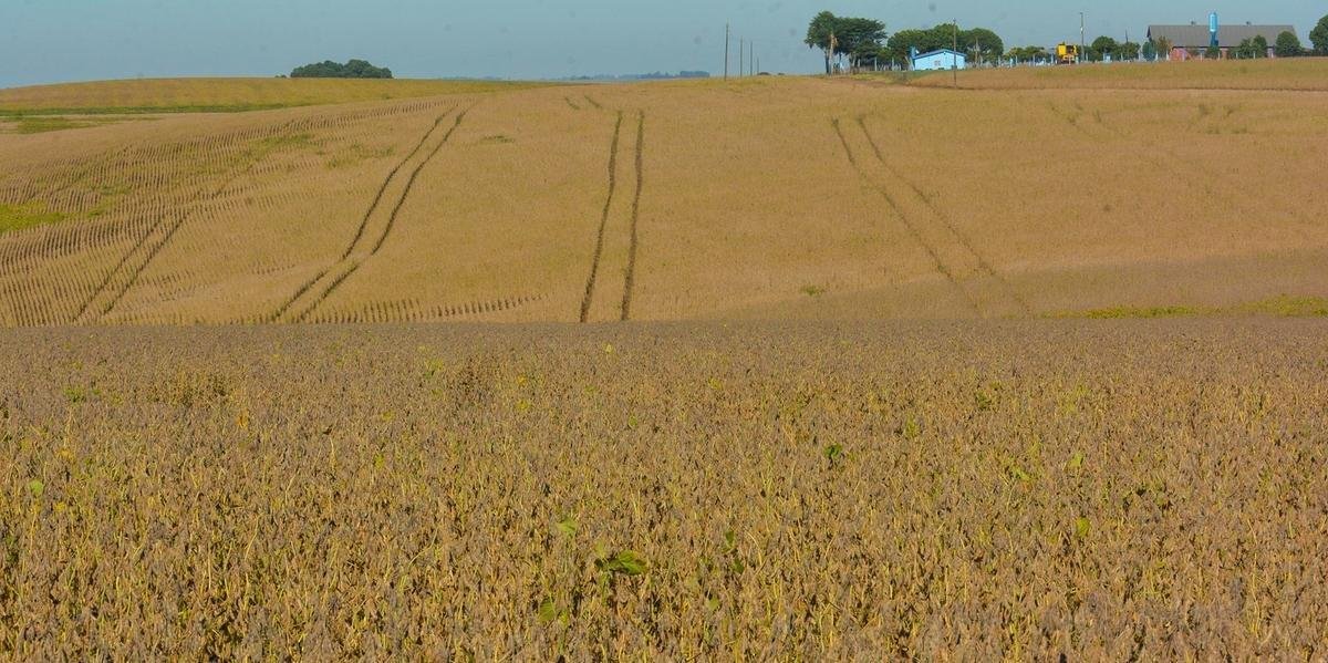 Setor agr&iacute;cola apresenta bons resultados durante pandemia