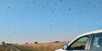 Grupo de insetos migrou para o Oeste da província de Corrientes no início da tarde desta quinta-feira