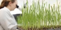 Pesquisas para o desenvolvimento de cultivares de trigo são realizadas no Laboratório da Biotrigo, em Passo Fundo