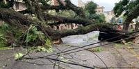 Mais de 20 árvores caíram em Porto Alegre
