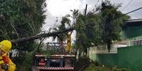 Corpo de Bombeiros e empresas de telefonia e energia elétrica trabalham para arrumar os estragos causados pelo ciclone em Santa Catarina