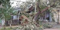 Árvore caiu em cima de uma casa no bairro Colinas, em Guaíba