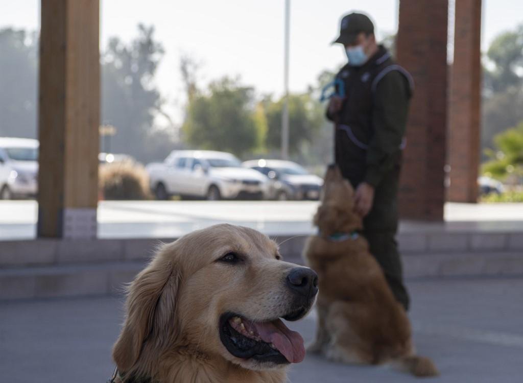 Quatro c&atilde;es farejadores da pol&iacute;cia chilena est&atilde;o sendo treinados para se tornarem agentes "biodetectores"
