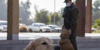 Quatro cães farejadores da polícia chilena estão sendo treinados para se tornarem agentes 